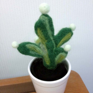 cactus_01.jpg